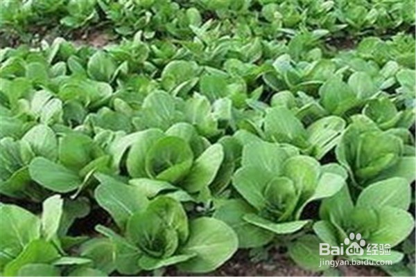 如何种植油菜