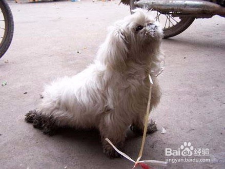 怎样对待不想养的宠物