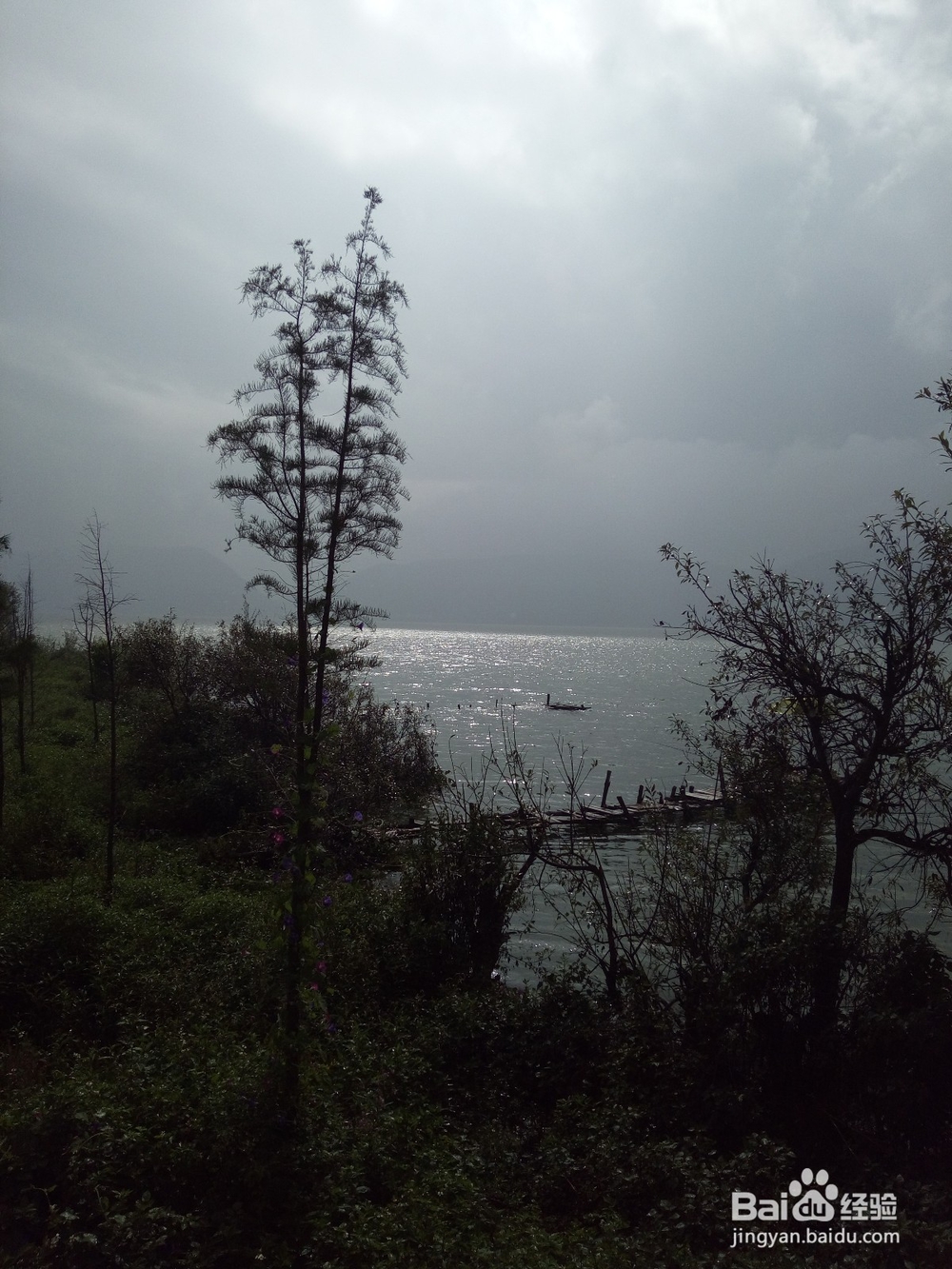 云南最美玉溪抚仙湖之樱花谷湿地公园情侣约会旅