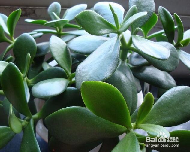 玻璃翠冬天怎么养护