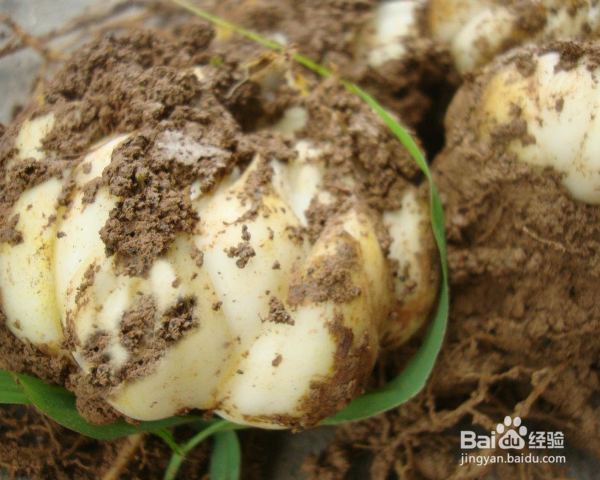 百合种子怎么种植