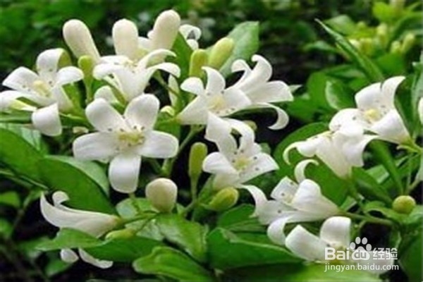 九里香的养殖方法和注意事项有哪些？