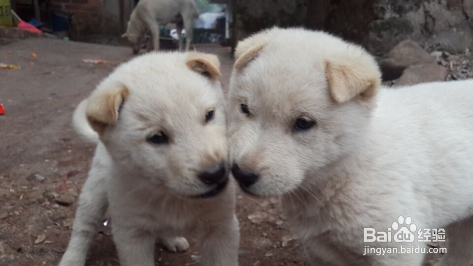 30分钟获取陌生狗狗的礼貌和信任