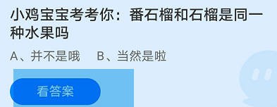 番石榴和石榴是同一种水果吗?蚂蚁庄园答案