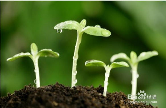 春天养肝护肝需要怎么做?