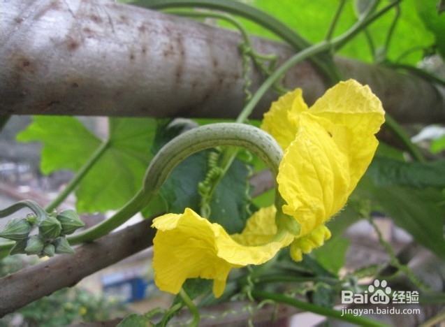 丝瓜花的吃法与药用