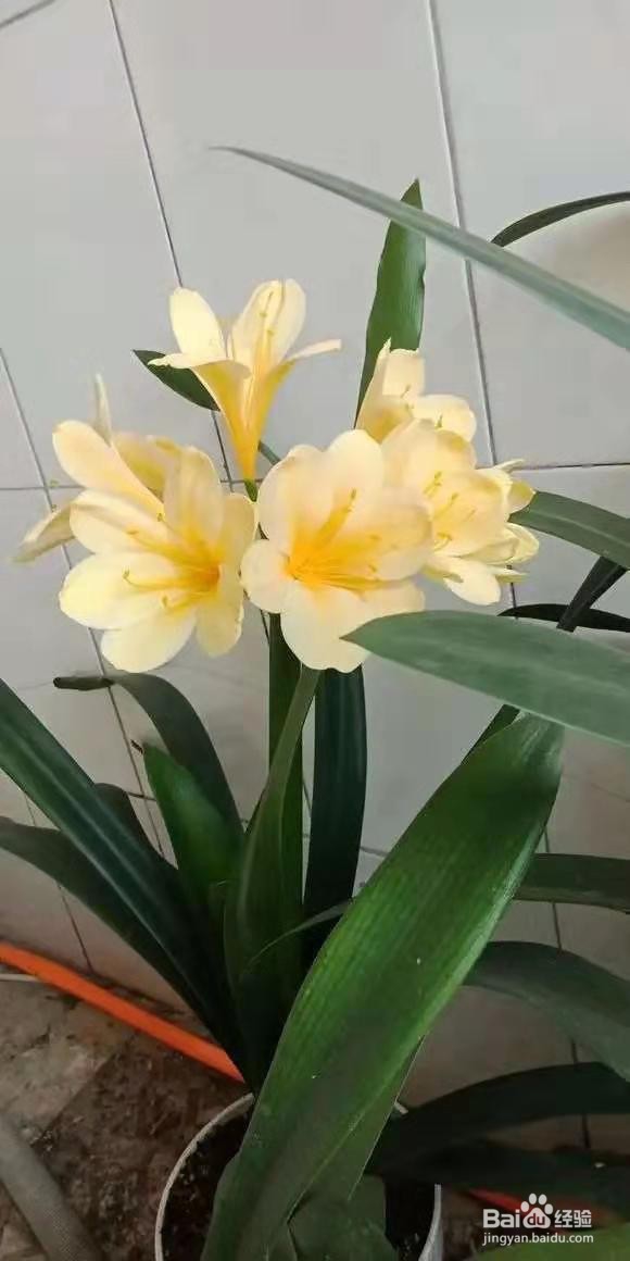 君子兰白掌,4年不开花,这几招分分钟开爆盆