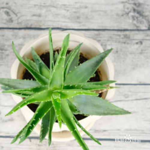 芦荟灌肤的手法及流程