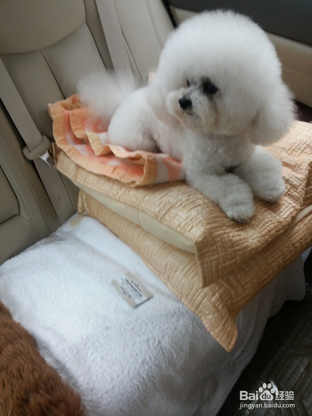 狗狗呕吐黄沫子，精神好怎么办？