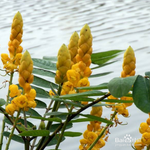 翅荚决明怎么养？