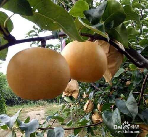 冰糖红枣炖雪梨的做法