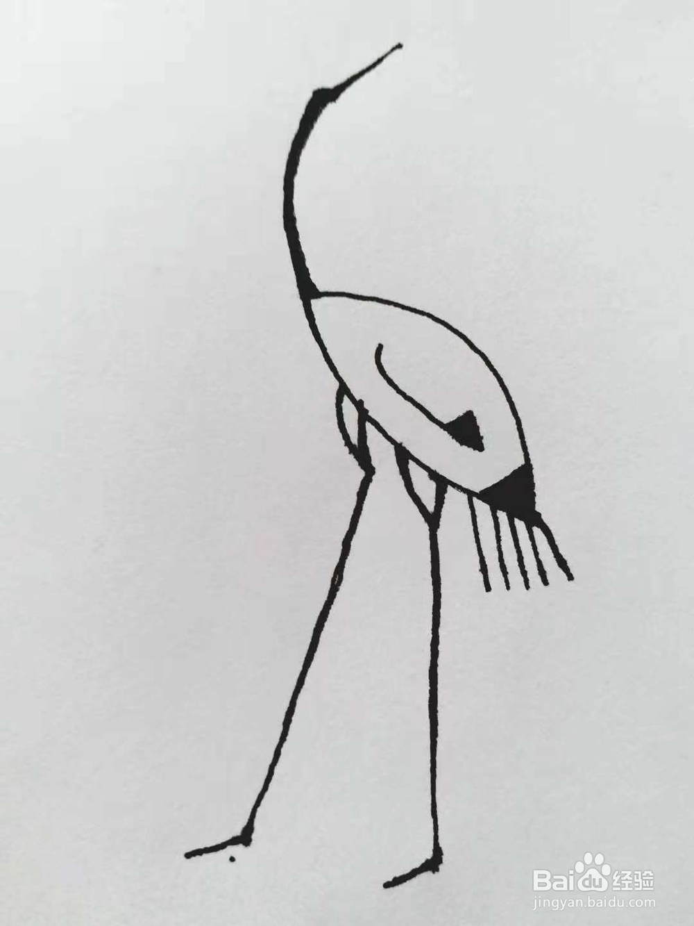 丹顶鹤的简笔画法《一》