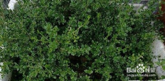 怎样种植养护满天星