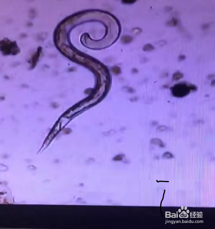怎么快速提取观察土壤和植物根部中的根结线虫