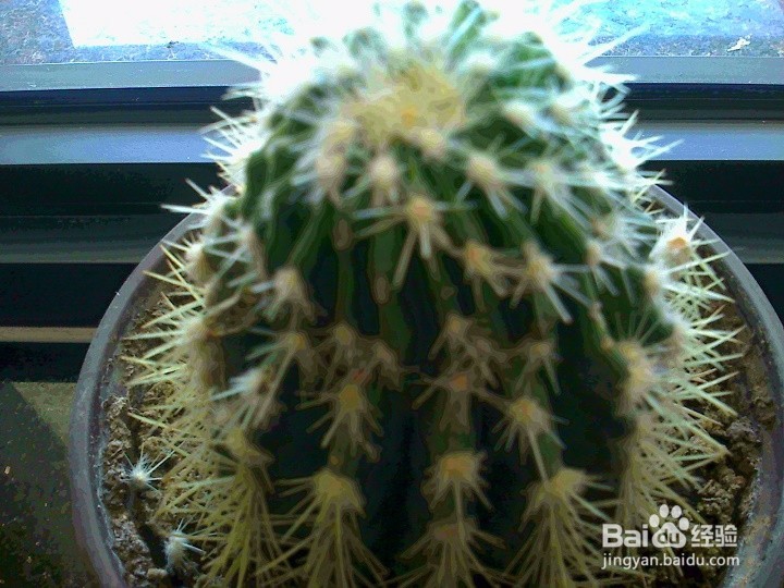 家养的盆栽仙人球怎样养护