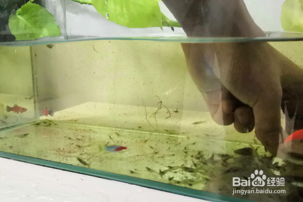 新手养鱼怎么给鱼换水？