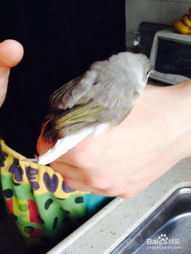 家中自救断腿小鸟的方法-仅供参考