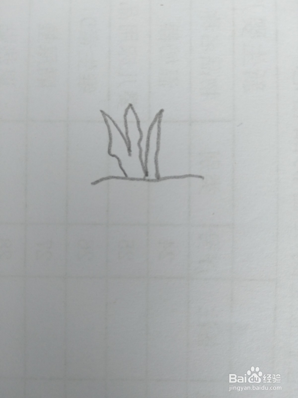 简笔画柿子画法九