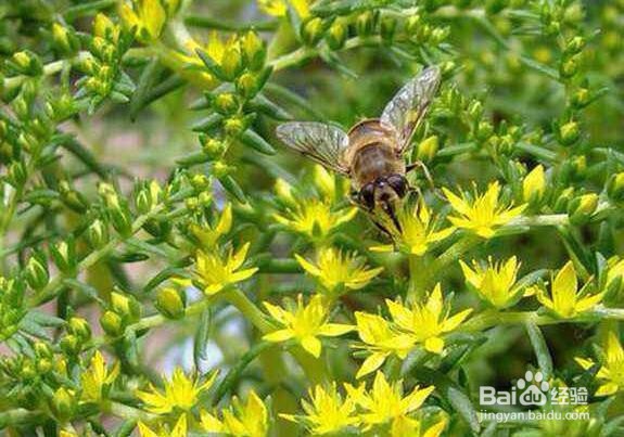 垂盆草的养殖方法和注意事项