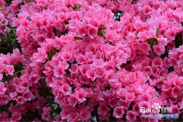 杜鹃花怎么养？