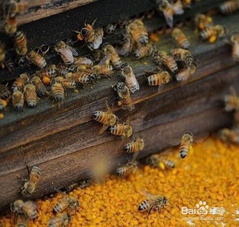 专家讲解蜜蜂花粉的10大保健功效与作用 百度经验