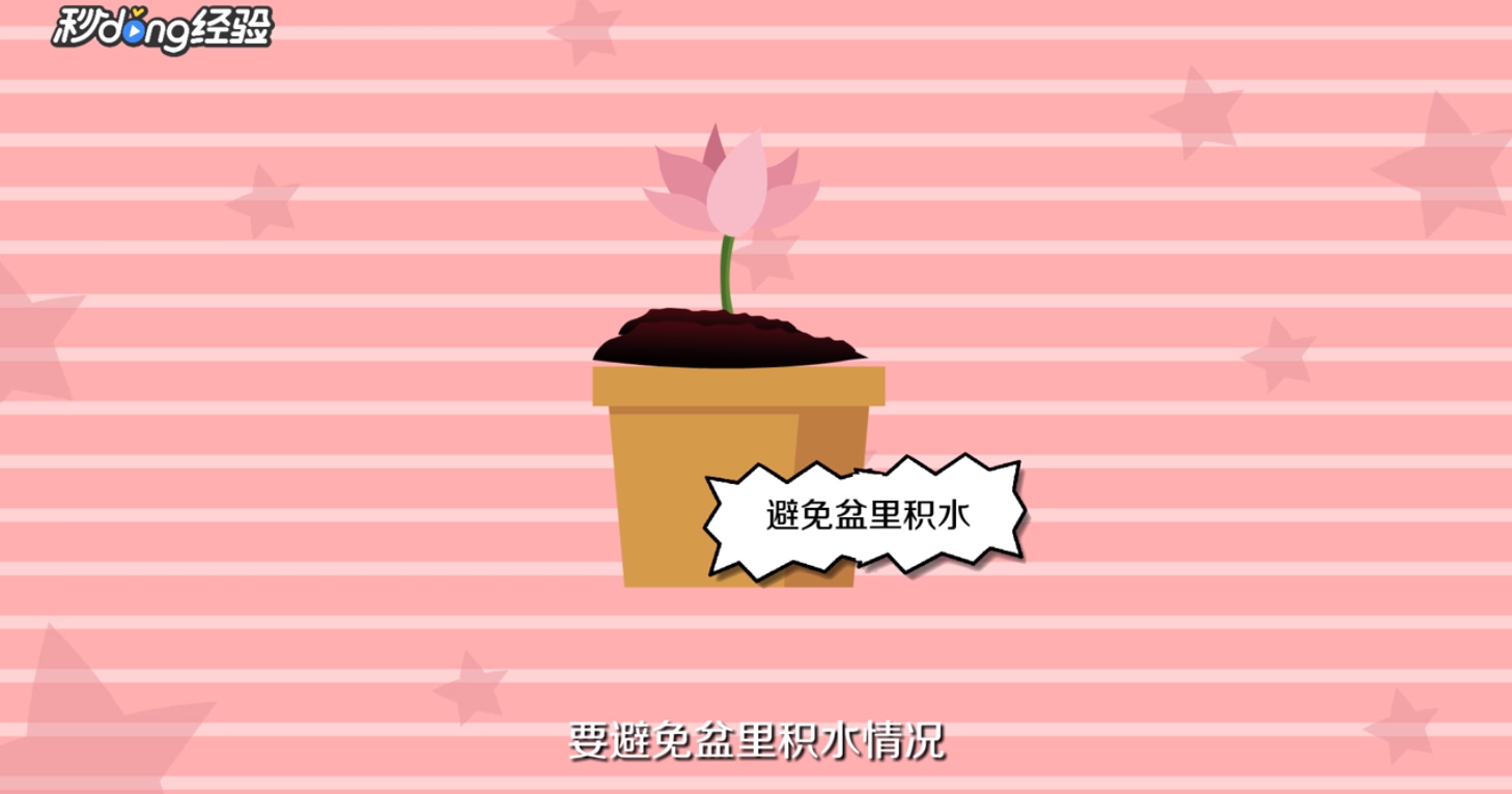 姜荷花怎么养