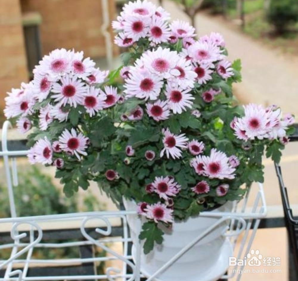 雏菊怎么养,雏菊的养殖方法