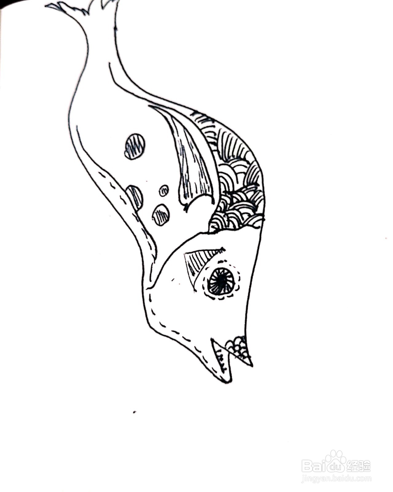 鲢鱼线描画怎么画