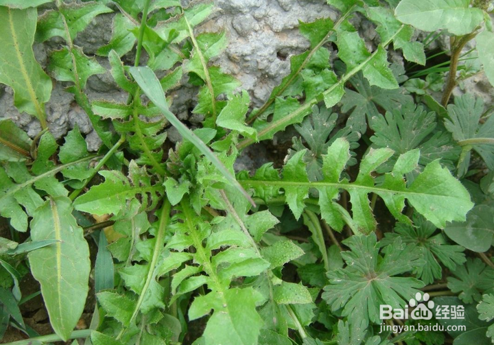 常见的野菜有哪些怎么食用