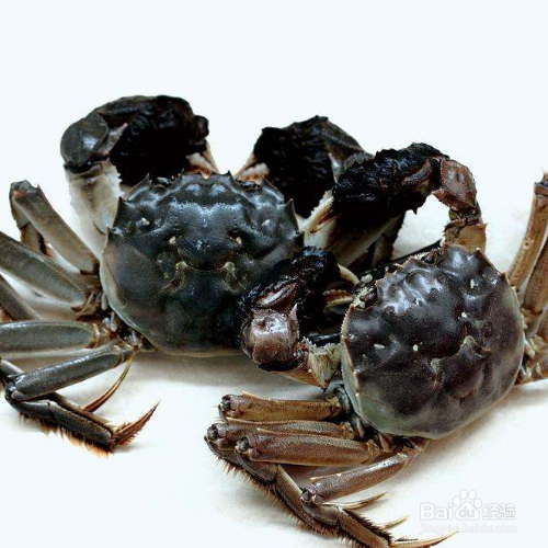 毛蟹是淡水还是海水