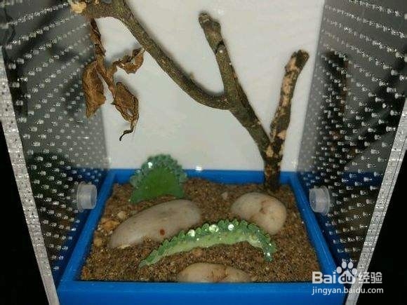 怎么捕捉和饲养螳螂