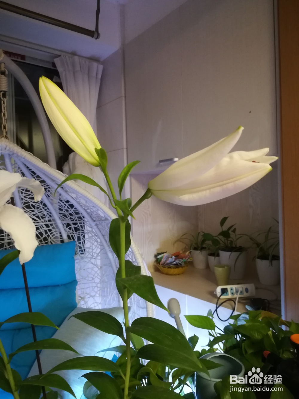 香水百合阳台试种