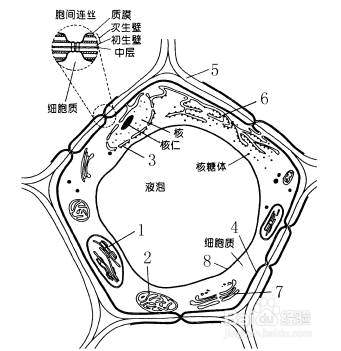 小液流法进行植物组织水势的测定方法