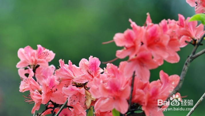 杜鹃花的养殖方法