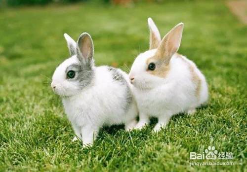 兔子养殖技术重点,告诉你如何养好兔?