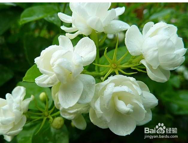 茉莉花怎么养啊?