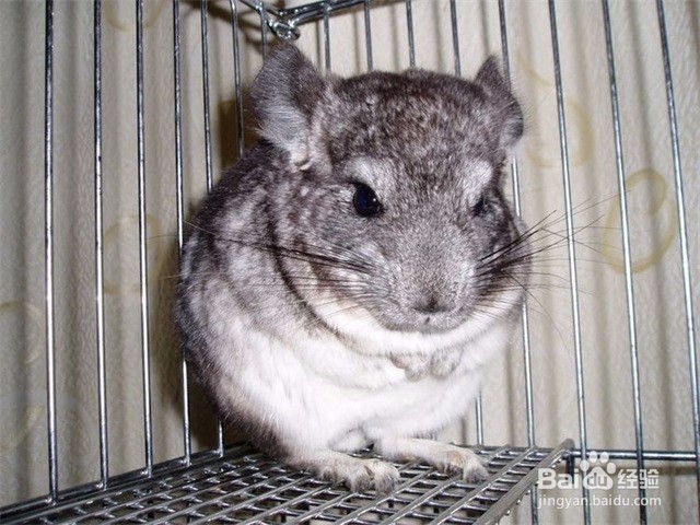 龙猫不吃不喝怎么办