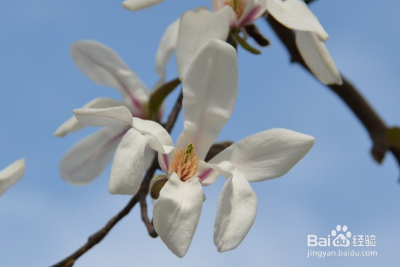 望春玉兰繁殖的操作方法