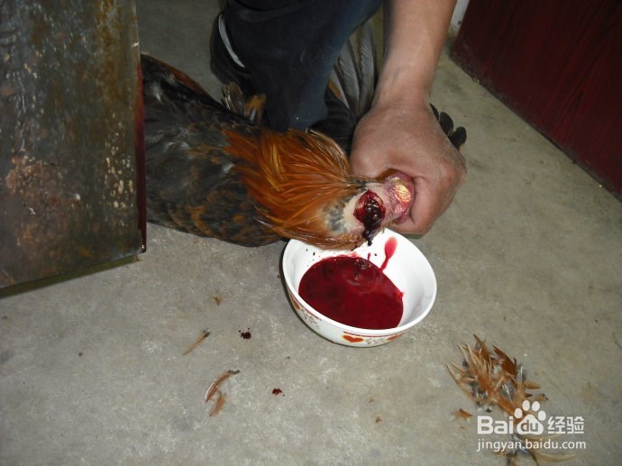 家庭杀鸡经验