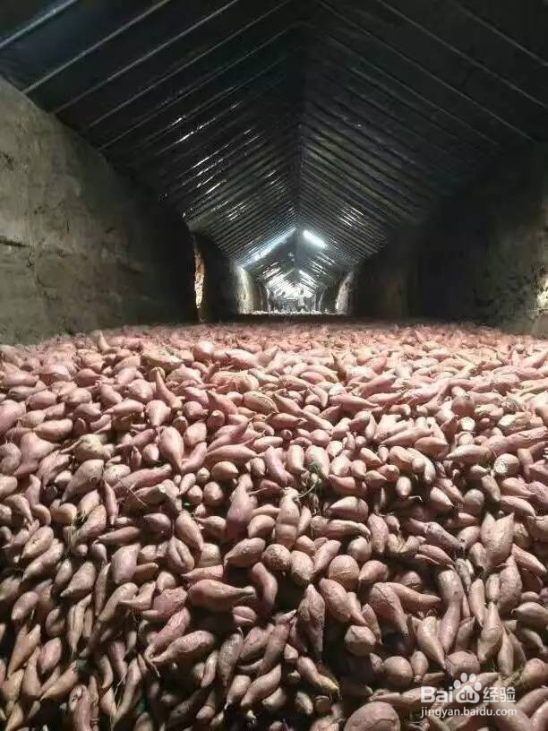 红署冬季怎么诸存