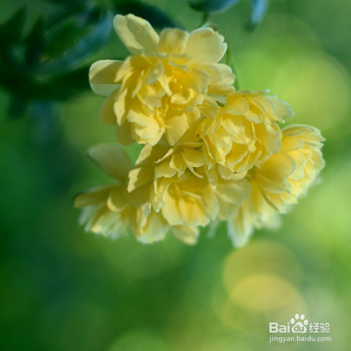 黄木香花的培育方法和注意事项