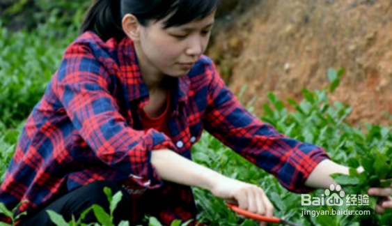 铁观音茶叶有什么功效