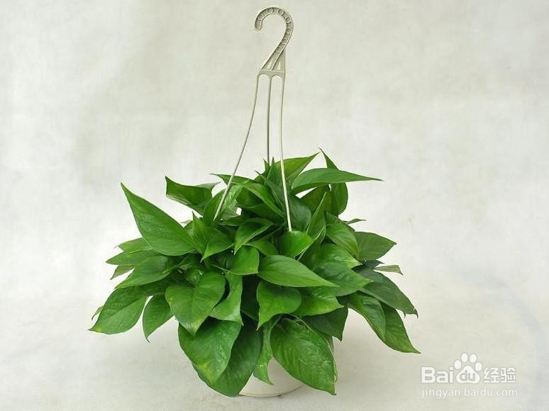 有哪些厉害的去甲醛植物呢???