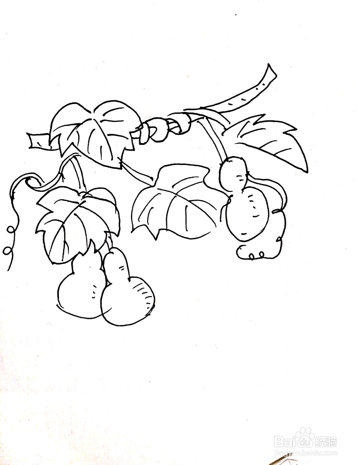 葫芦藤和叶子怎么画图片