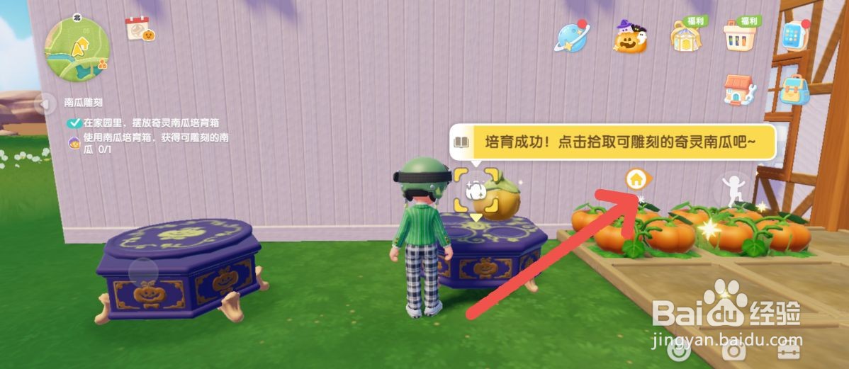 心动小镇怎么成功培育奇灵南瓜