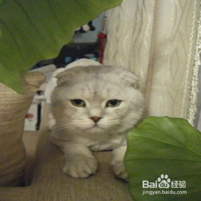 猫咪经常喜欢躲起来怎么办