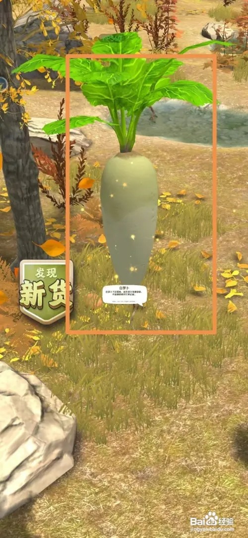 赶山赶海开饭店怎样采集白萝卜