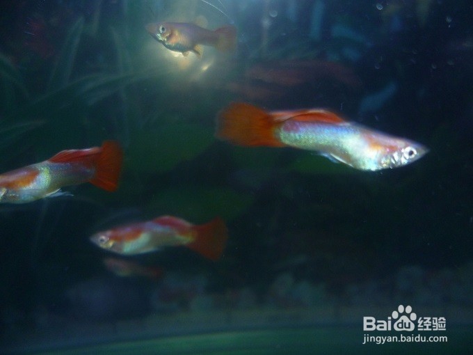 花手巾鱼饲养方法