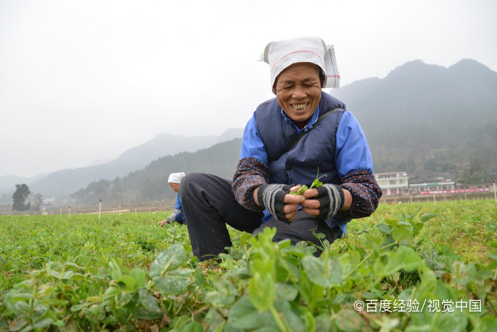 怎样种豌豆苗又快又好