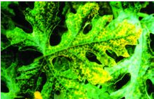 西瓜病毒病的防治